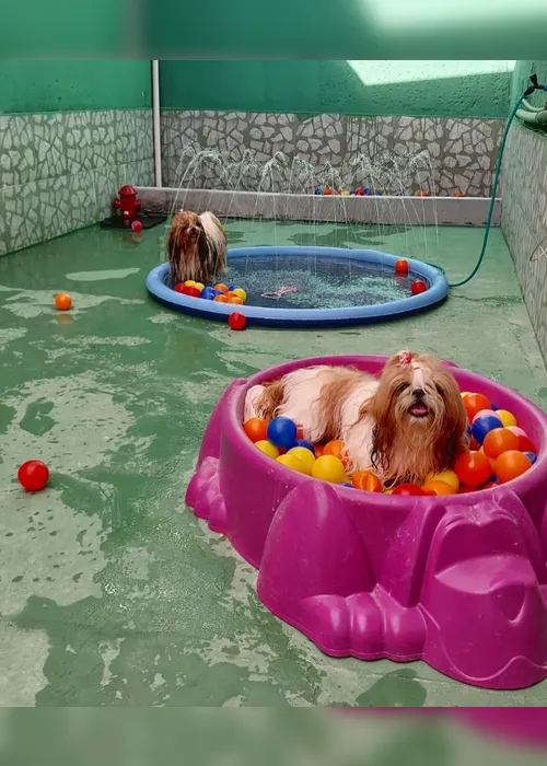 Imagem ilustrativa da imagem Dia mundial dos animais: Sebrae-PE chama atenção para o crescimento do mercado pet