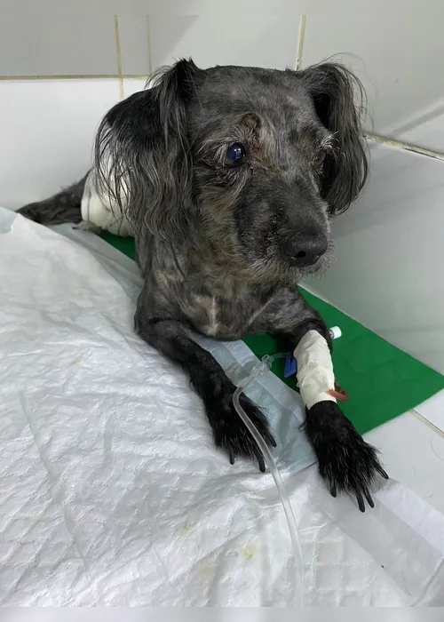 Imagem ilustrativa da imagem Poodle é atacado por pitbull que estava solto na rua no bairro da Tamarineira