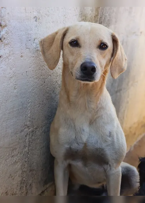 Imagem ilustrativa da imagem VIDA PET: “Mudei de casa para não me desfazer dos meus animais”
