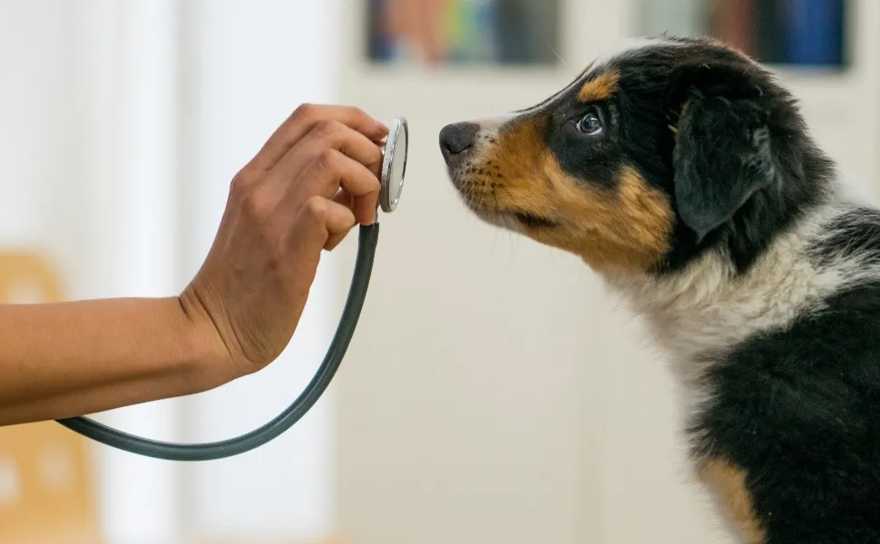 Imagem ilustrativa da imagem Guarapari tem vagas para atendimento veterinário gratuito. Veja como agendar