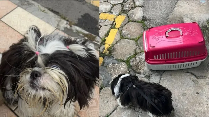 Imagem ilustrativa da imagem Mulher é presa por deixar cão trancado no carro em dia de calor forte em Balneário Camboriú