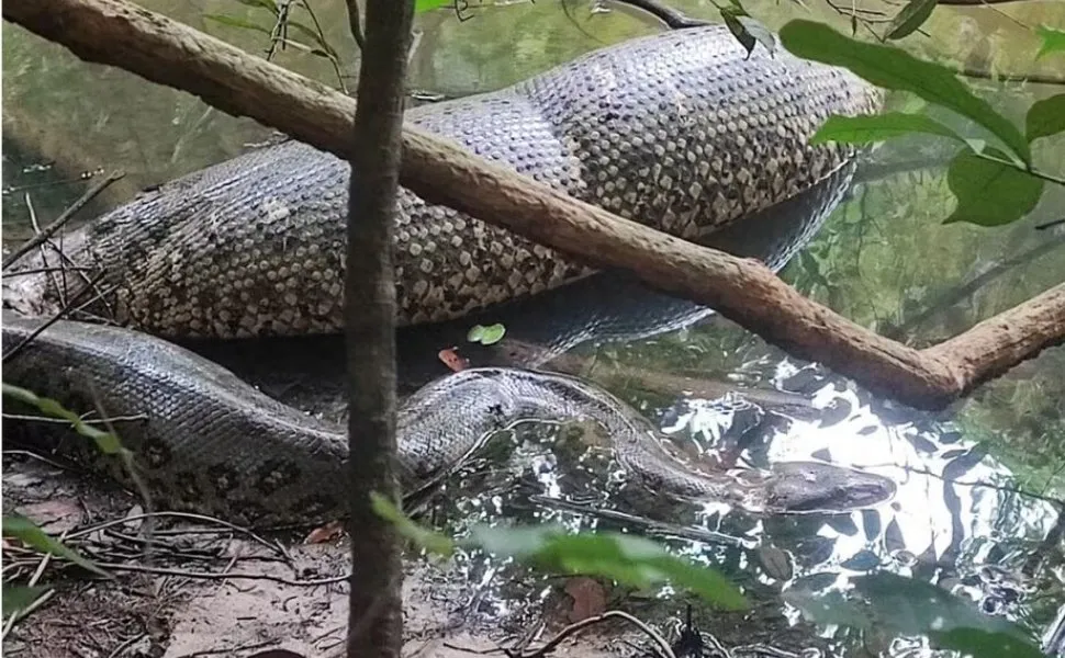 Imagem ilustrativa da imagem VÍDEO: Pescador flagra sucuri digerindo animal grande em rio do MS: ‘ceia de Natal’