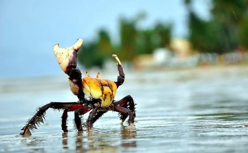 Imagem ilustrativa da imagem Veja até quando está proibida a coleta do caranguejo-uçá