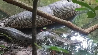 Imagem ilustrativa da imagem VÍDEO: Pescador flagra sucuri digerindo animal grande em rio do MS: ‘ceia de Natal’