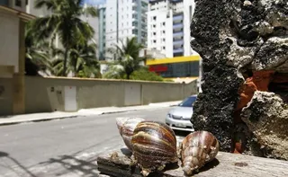 Imagem ilustrativa da imagem Saiba as doenças causadas pelo caramujo africano