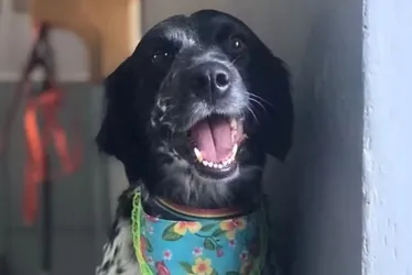 Imagem ilustrativa da imagem Cadela morre enforcada em mesa de tosa de pet shop em Goiás