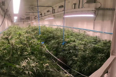 Imagem ilustrativa da imagem Fazenda urbana de Cannabis em Olinda se prepara para atender demanda por remédios