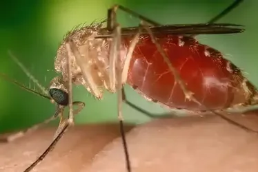 Imagem ilustrativa da imagem ES registra 90% dos casos de Oropouche no Brasil