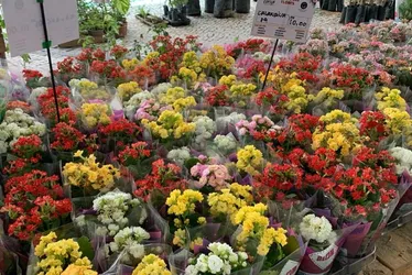 Imagem ilustrativa da imagem Flores e Natal: Festival de Holambra traz decoração e encanto ao Recife