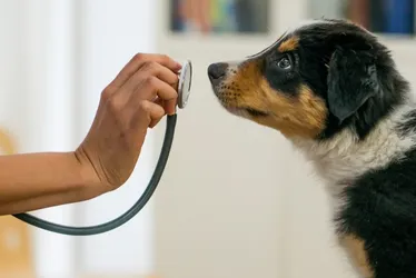Imagem ilustrativa da imagem Guarapari tem vagas para atendimento veterinário gratuito. Veja como agendar