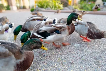 Imagem ilustrativa da imagem Há mil anos, indígenas da Amazônia combinavam plantio de milho e criação de patos