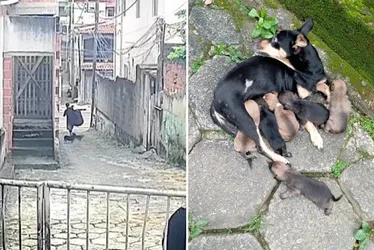 Imagem ilustrativa da imagem Homem é flagrado por câmera ao abandonar cachorros em bairro de Vitória