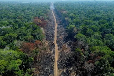 Imagem ilustrativa da imagem MPF acusa 647 réus por emissão de carbono em desmate na amazônia
