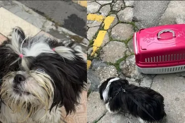 Imagem ilustrativa da imagem Mulher é presa por deixar cão trancado no carro em dia de calor forte em Balneário Camboriú
