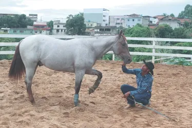Imagem ilustrativa da imagem Operários do campo: os segredos dos domadores de cavalos