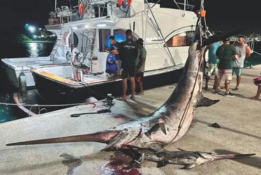 Imagem ilustrativa da imagem Peixe de 328 quilos: "A pesca foi muito especial", diz comandante da embarcação