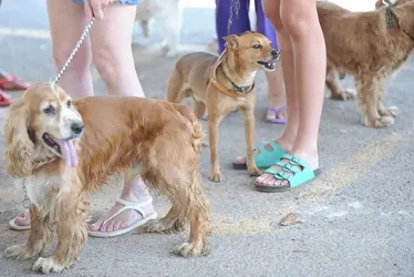 Imagem ilustrativa da imagem RG de pet: governo inicia em janeiro cadastro nacional de cães e gatos