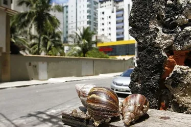 Imagem ilustrativa da imagem Saiba as doenças causadas pelo caramujo africano
