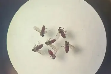 Imagem ilustrativa da imagem Saiba como identificar o maruim, vetor principal da Febre Oropouche