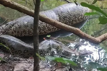 Imagem ilustrativa da imagem VÍDEO: Pescador flagra sucuri digerindo animal grande em rio do MS: ‘ceia de Natal’