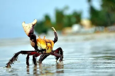 Imagem ilustrativa da imagem Veja até quando está proibida a coleta do caranguejo-uçá