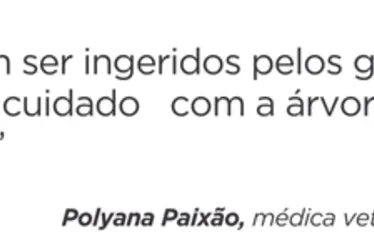 Imagem ilustrativa da imagem Veterinários apontam cuidados com os pets nas festas de fim de ano