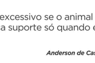 Imagem ilustrativa da imagem Veterinários apontam cuidados com os pets nas festas de fim de ano