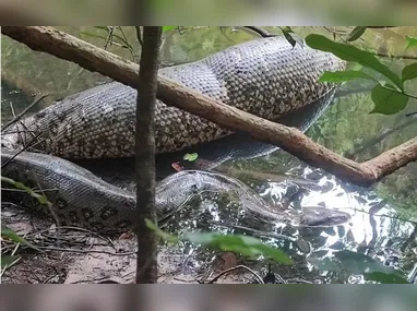 Imagem ilustrativa da imagem VÍDEO: Pescador flagra sucuri digerindo animal grande em rio do MS: ‘ceia de Natal’