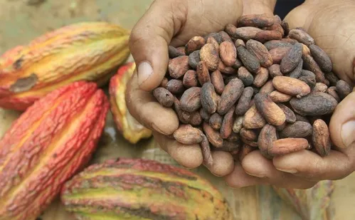 
          Imagem ilustrativa da imagem Alta nos preços do cacau e dos grãos
          