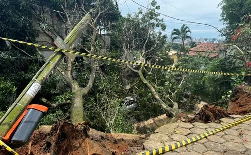 
          Imagem ilustrativa da imagem Árvores caem, atingem muro e parte da fiação em Vitória por conta da chuva
          