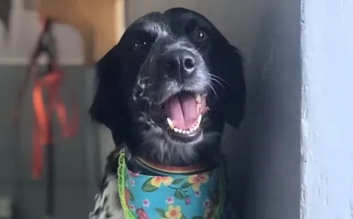 
          Imagem ilustrativa da imagem Cadela morre enforcada em mesa de tosa de pet shop em Goiás
          