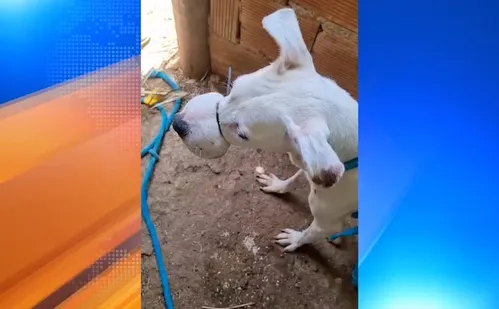 
          Imagem ilustrativa da imagem Cadela tem boca amarrada com lacre de segurança e é resgatada por PM
          