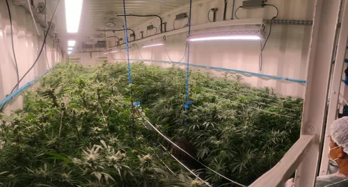 
          Imagem ilustrativa da imagem Fazenda urbana de Cannabis em Olinda se prepara para atender demanda por remédios
          