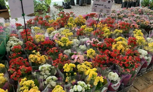 
          Imagem ilustrativa da imagem Flores e Natal: Festival de Holambra traz decoração e encanto ao Recife
          