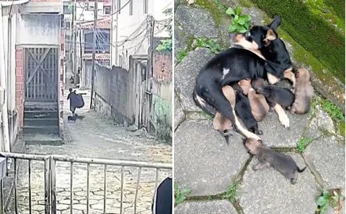 
          Imagem ilustrativa da imagem Homem é flagrado por câmera ao abandonar cachorros em bairro de Vitória
          
