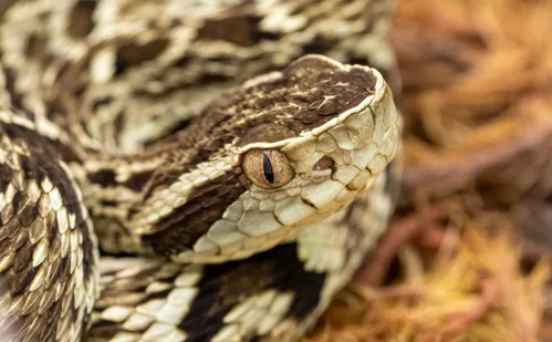 
          Imagem ilustrativa da imagem Homem fica em estado grave após ser picado por jararaca no RJ
          