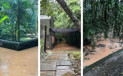 
          Imagem ilustrativa da imagem Museu de Biologia de Santa Teresa suspende visitas após enchente
          