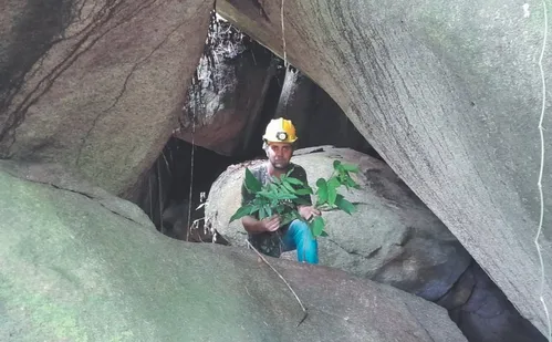 
          Imagem ilustrativa da imagem O poder das plantas medicinais das cavernas do ES
          