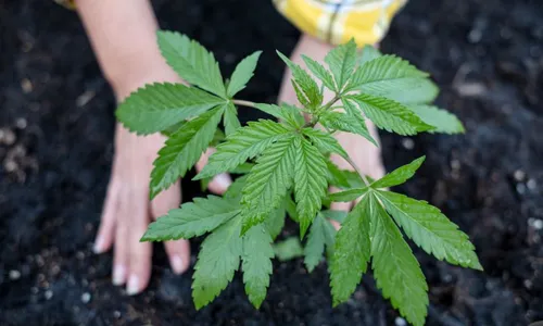 
          Imagem ilustrativa da imagem Olinda tem a primeira fazenda de cannabis no Brasil
          