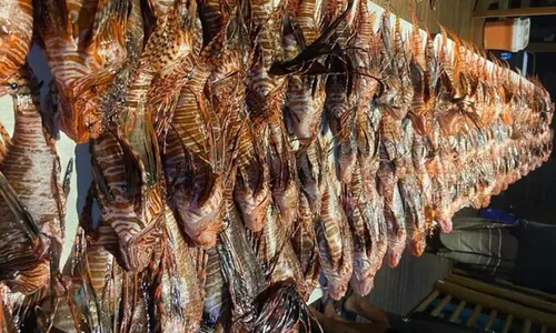 
          Imagem ilustrativa da imagem Operação faz captura recorde em Fernando de Noronha de 140 peixes-leão
          