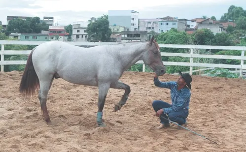 
          Imagem ilustrativa da imagem Operários do campo: os segredos dos domadores de cavalos
          