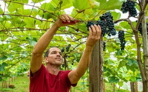 
          Imagem ilustrativa da imagem Passeios para colher uva direto do pé em Linhares
          