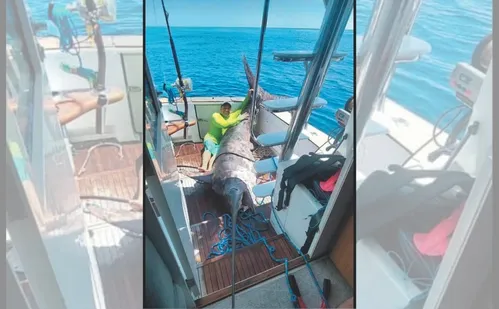 
          Imagem ilustrativa da imagem Peixe de 328 quilos: "A pesca foi muito especial", diz comandante da embarcação
          