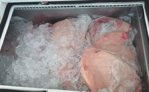 
          Imagem ilustrativa da imagem Peixe de 328 quilos: "A pesca foi muito especial", diz comandante da embarcação
          