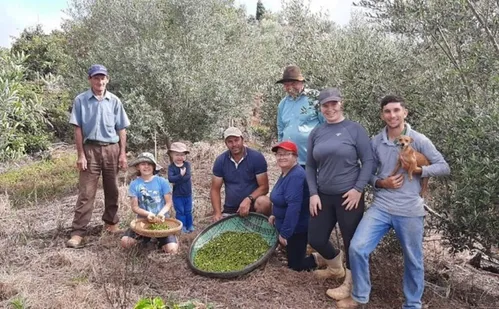 
          Imagem ilustrativa da imagem Produção de azeite cresce no Espírito Santo
          