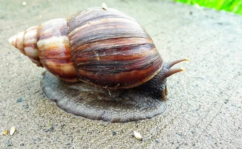 
          Imagem ilustrativa da imagem Proliferação de caramujos africanos incomoda frequentadores da Orla de Camburi
          