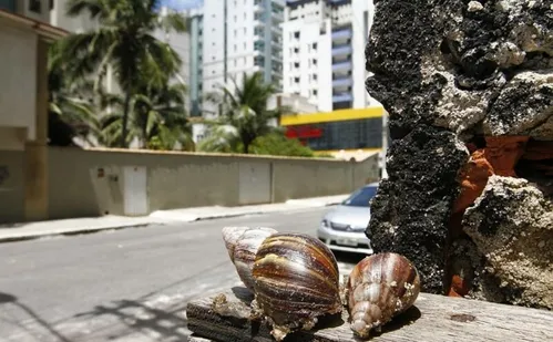 
          Imagem ilustrativa da imagem Saiba as doenças causadas pelo caramujo africano
          