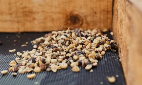 
          Imagem ilustrativa da imagem Sete marcas de café torrado são consideradas impróprias para consumo, alerta Mapa
          