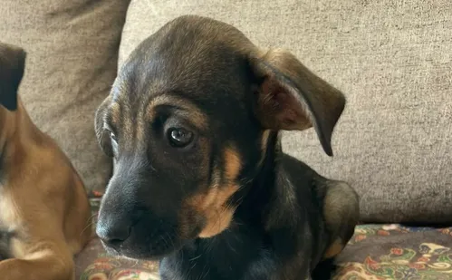 
          Imagem ilustrativa da imagem Sinais de que seu pet está perdendo a visão
          