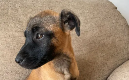 
          Imagem ilustrativa da imagem Sinais de que seu pet está perdendo a visão
          